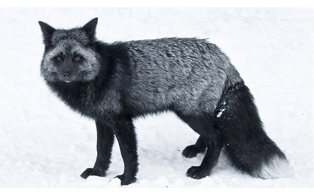 Silver fox в москве