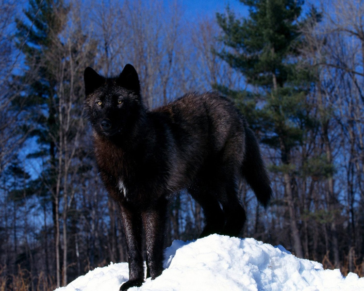Мех волка, волчий мех и его свойства. Волк, его виды и их описание.
