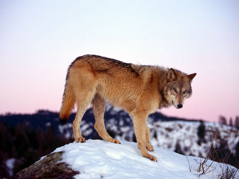 Мех волка, волчий мех и его свойства. Волк, его виды и их описание.