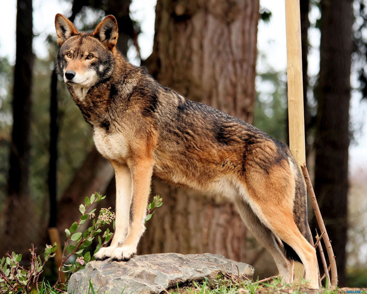 Среднерусский Лесной Волк Фото