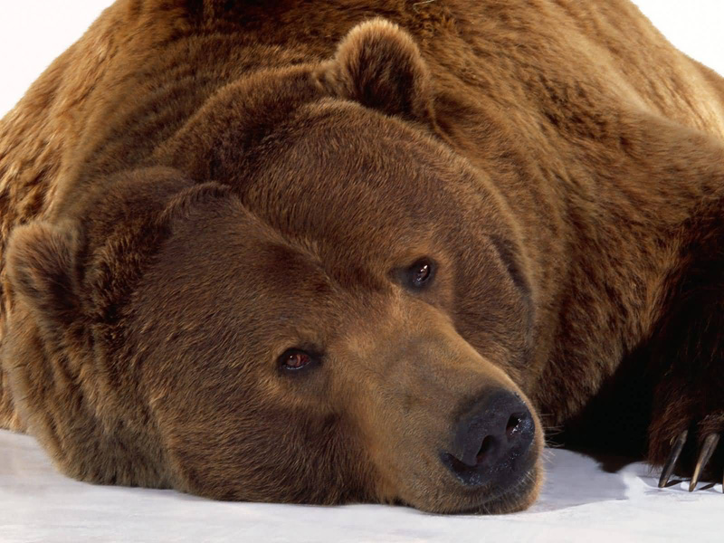 Шкуры медведя. Купить шкуру и мех медведя для пошива | hb-crm.ru
