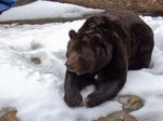 Мех медведя